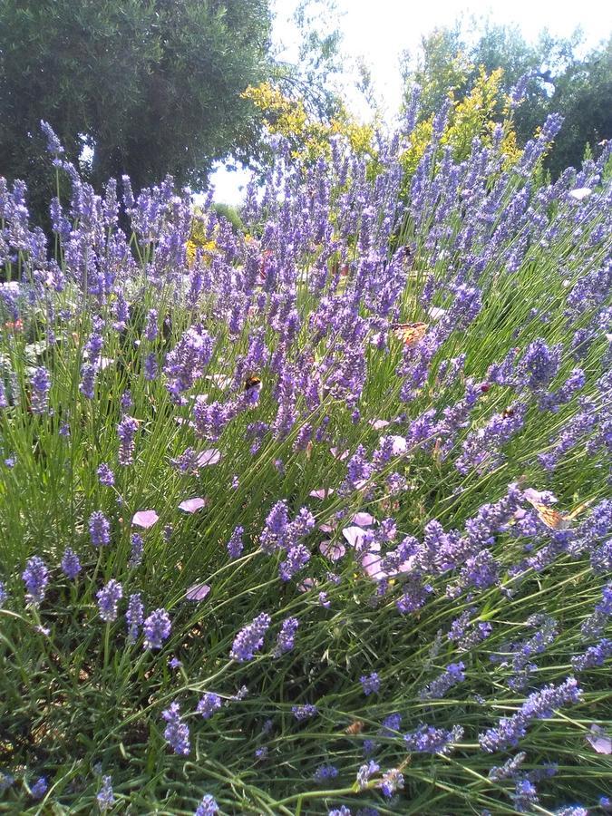Agriturismo San Giacomo Пітільяно Екстер'єр фото